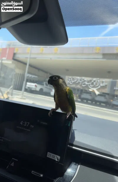 كنيور اليف طينه 2