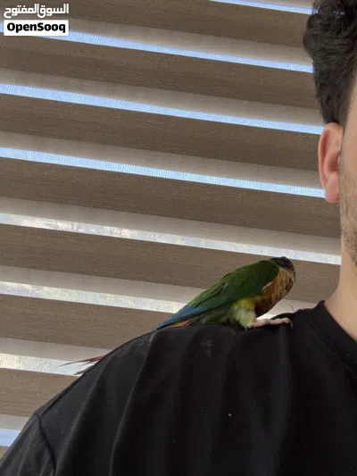 ببغاء الكنيور اخضر الخد(green cheek conure) 4