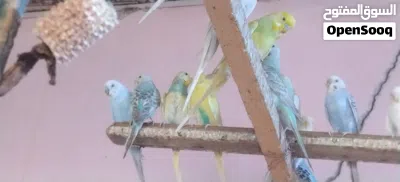 طيور حب محميه 2