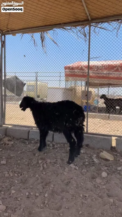 كبش نجدي فل سمنه 4