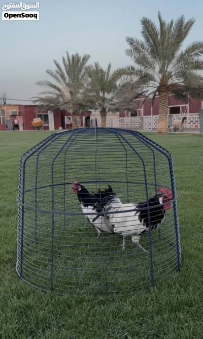 للبيع دجاج لأكن فيدر 3
