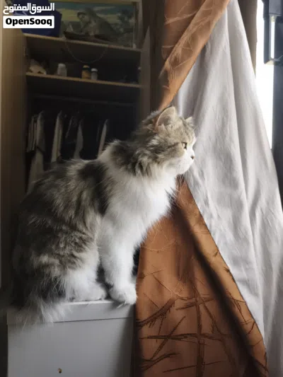 Persian, 14 months, nurtured, bathroom trained behaved cat 4