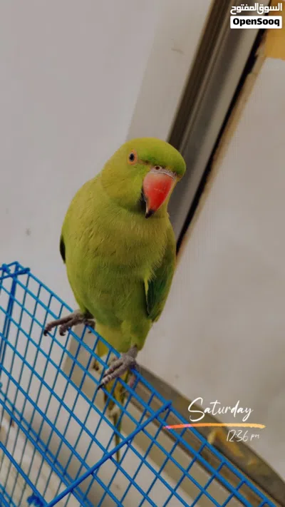 ببغاء ميتو اخضر أنثى أليفه 3