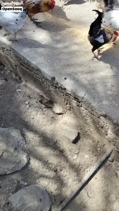 Local Omani chickens 4