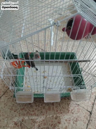 طيور جنة فنجز صحة ونظافة 2