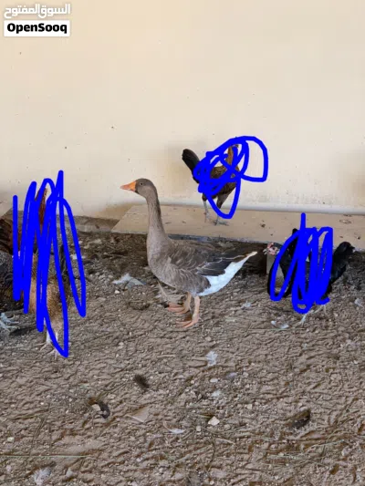 اوز أنثى أمورها طيبه من قبل ناتجه معي 2