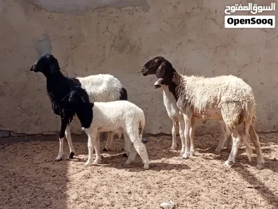 السلام عليكم زوز بركوسات والدات تحتهم خروف خروف ضنوتهم ربي ايبارك وحده مش امبدله او وحده كيف بدلت 4