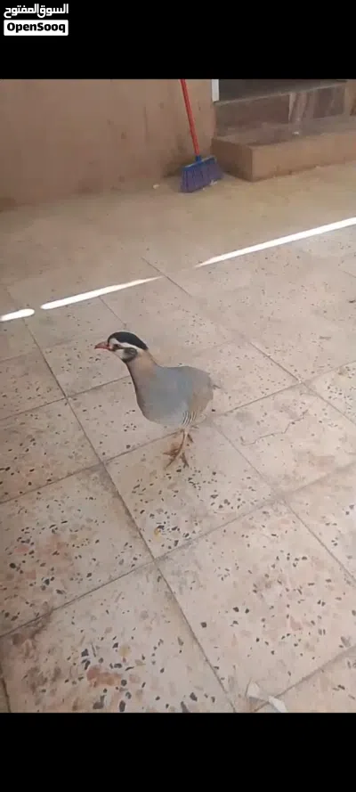 حجل عماني شنا ع 2