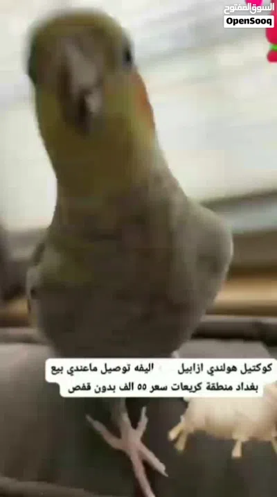 كوكتيل هولندي ازابيل اليف بيع بغداد جهة رصافه منطقة كريعات فديو واضح توصيل ماعندي سعر 55 3