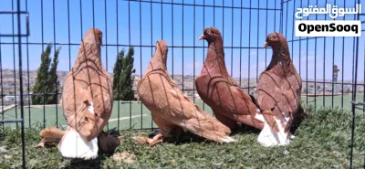 متاح اربع جواز نخب اول موجودات باربد 4