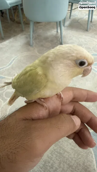 كنيور أليف حمامة ولون نادر مون جيك 3