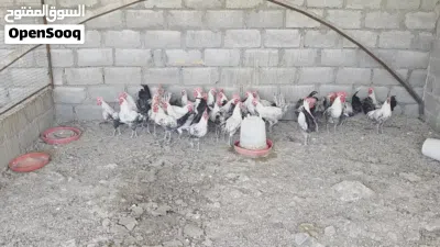 ديكه الفيومي للبيع 3