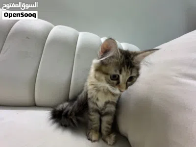 قطة هجينه شيرازيه و هملايا للبيع 3