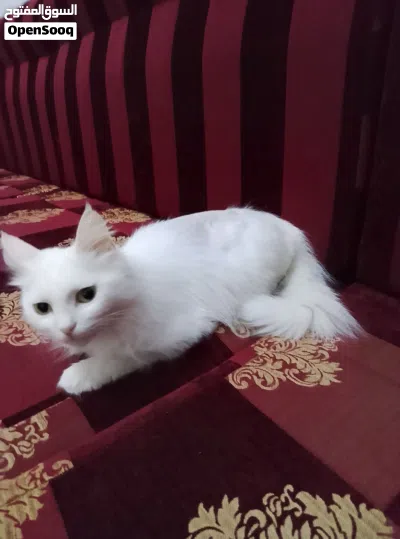 تبنى اوبيع قطة فارسية بيضاء شيرازى 3