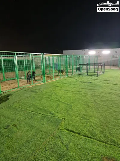 فندقة وتدريب كلاب جدة 4