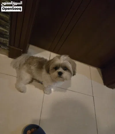 shitzu dog for sale 2