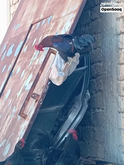 دجاج ربي يبارك 2
