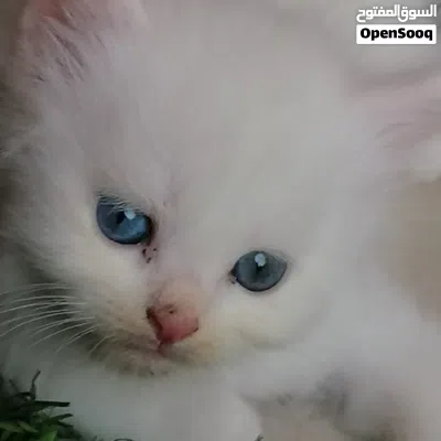 قطط للبيع بعيون زرق 2
