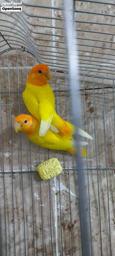 كوبيا مصوقر جاهزة من جديد باذن الله 2