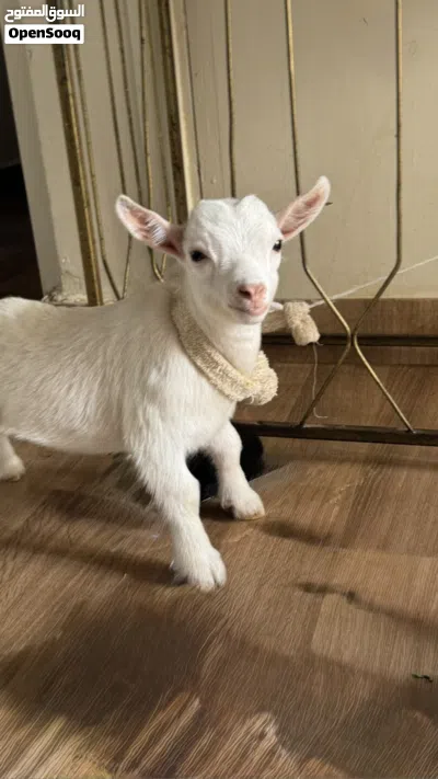 سخل صغير (جدي) عمر 3 اسابيع صحه ممتازة ونظيف جداً 2