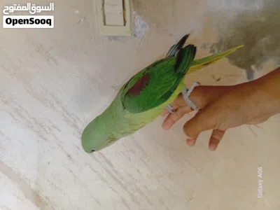 فرخ كاساندرا ايه من الجمال مرسوم رسم العمر شهرين ونص بدايه فطم حجم جامبو زق يدوي اليف مليون بنيه الم 4