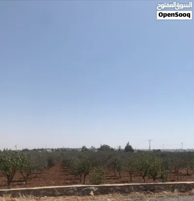 مزرعه جميله في مادبا جبيل 3