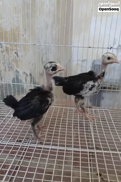 زوج ابو ركيبه ورد باكله. العمر شهر 2