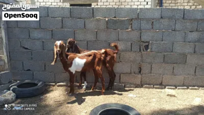 زوز عنايق هجين 3