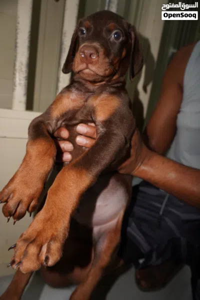 European Doberman puppies جراوي دوبرمان اوروبي 4