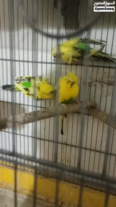 جوزي هوقو تكساس 4