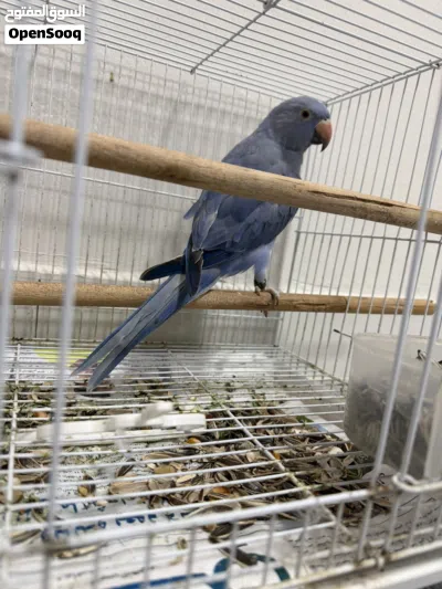 بغبغاء الدرة الأزرق ( فايلوت) 2