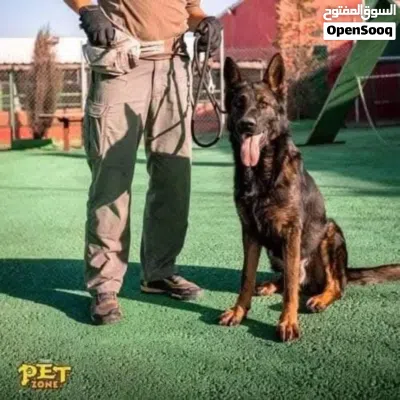 Doberman دوبرمان ذكر 4