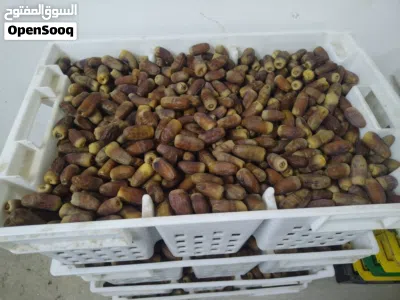 تمر نغال حبه كبيره 2