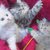 kitten Bh