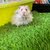 hamsters