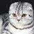 Pretty 4 cats