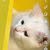 mayed cats