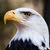 The Eagle
