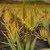 Aajals AloeVera