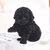 Teacup poodle