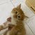cat pet