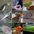 Fish birds hobby