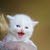 vet kittens U.A.E