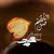 Ahmed Alshammari