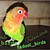 fadoolbirds المرزوق