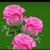 sitoo Abd Allah