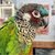 Mr Breeders Parrot