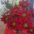 member161419392220 عماد محمود