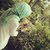 نوشه نوشه