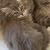 caty